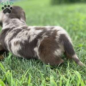 Stewart, Dachshund Puppy